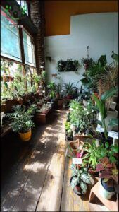 there are many potted plants on the floor in the room