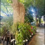 there are many potted plants on the sidewalk near a tree