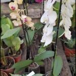 there are many potted plants that are on a wooden table