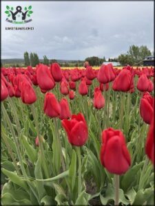 there are many red tulips in a field with a train in the background
