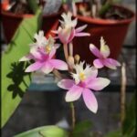 there are many small pink flowers in a potted plant