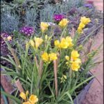 there are many yellow flowers in a pot in the garden