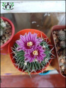 there are three small pots with flowers on a table