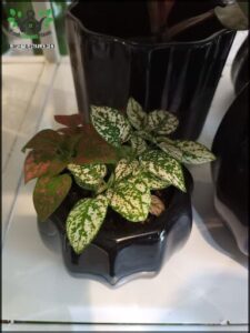 there are two black vases with plants in them on a table