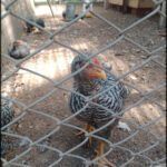 there are two chickens standing behind a fence in a yard