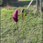 there are two flowers that are in the grass by a fence