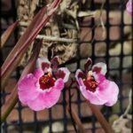 there are two pink flowers that are growing in a plant