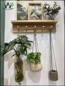 there are two plants hanging on a shelf with pictures on it