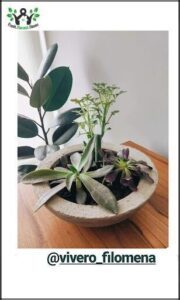there are two plants in a bowl on a table