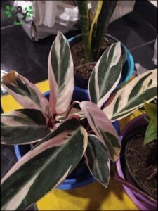 there are two plants that are in a blue pot