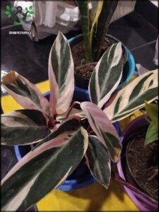 there are two plants that are in a blue pot