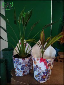 there are two potted plants sitting on a table with a green wall