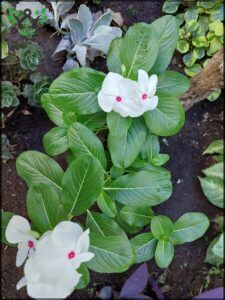 there are two white flowers that are growing in the dirt