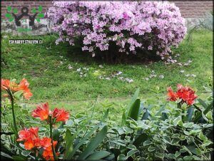 there is a bush of flowers in the middle of a garden