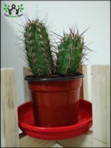 there is a cactus in a pot on a red tray