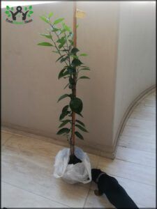 there is a cat standing next to a plant in a bag