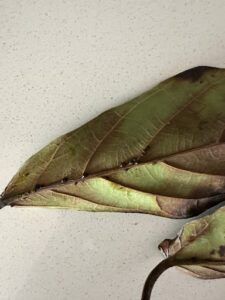 there is a close up of a leaf with a stem