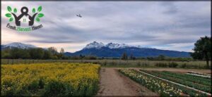 there is a field of flowers and a plane flying over it