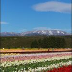 there is a field of flowers with a train in the background