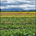there is a field of flowers with mountains in the background