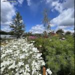 there is a field of white flowers in the middle of a field