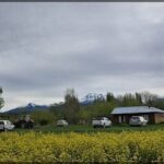there is a field of yellow flowers with a plane flying over it
