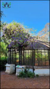 there is a gazebo with a purple flower growing on it