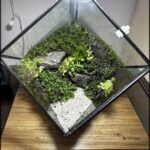 there is a glass box with moss and rocks inside of it