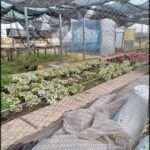 there is a large greenhouse with many plants growing inside of it