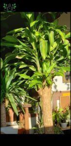 there is a large tree that is growing in a pot