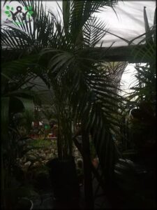 there is a large white tent with a white roof and a lot of plants