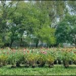 there is a man walking through a garden with many plants