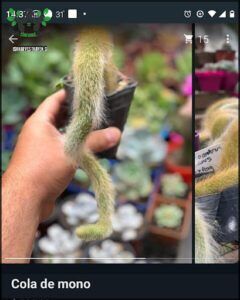 there is a person holding a camera and taking a picture of a plant