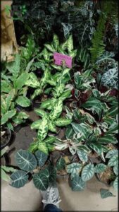 there is a person standing in front of a lot of plants