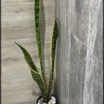 there is a plant in a pot in a bathroom with a tile wall