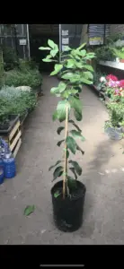 there is a plant that is growing in a pot in the middle of the street