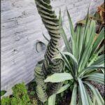 there is a plant that is growing in a pot next to a wall