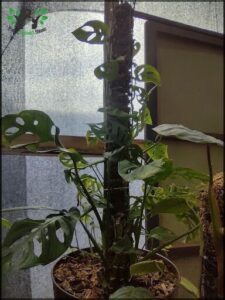 there is a plant that is growing in a pot on a table