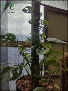 there is a plant that is growing in a pot on a table