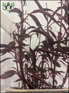there is a plant that is growing in a pot on the table