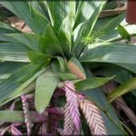 there is a plant that is growing in the dirt