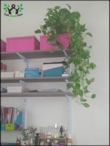 there is a plant that is growing on a shelf in a room