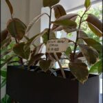 there is a plant that is in a black pot