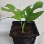 there is a plant that is in a black pot on a table
