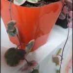 there is a plant that is sitting in a pot on a shelf