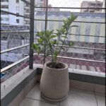 there is a plant that is sitting in a pot on the balcony