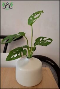 there is a plant that is sitting in a white vase