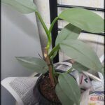 there is a plant that is sitting on a bed with newspaper