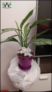 there is a plant that is sitting on a table in front of a tv