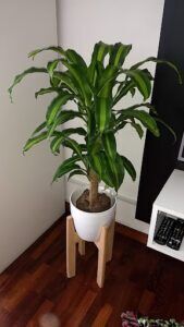 there is a plant that is sitting on a wooden stand